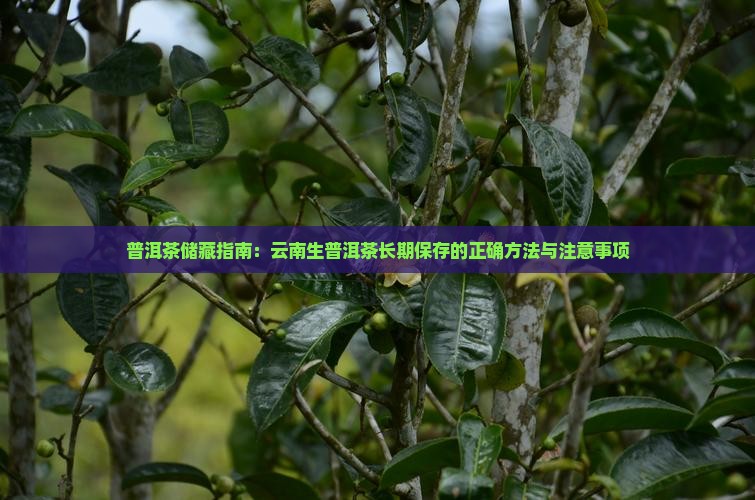 普洱茶储藏指南：云南生普洱茶长期保存的正确方法与注意事项