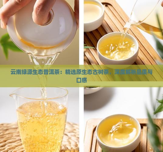 云南绿源生态普洱茶：精选原生态古树茶，深度解析品质与口感