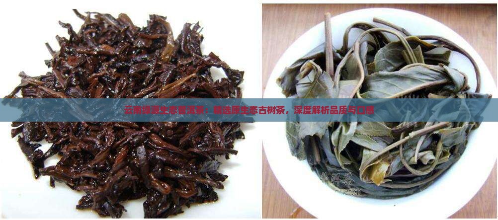 云南绿源生态普洱茶：精选原生态古树茶，深度解析品质与口感