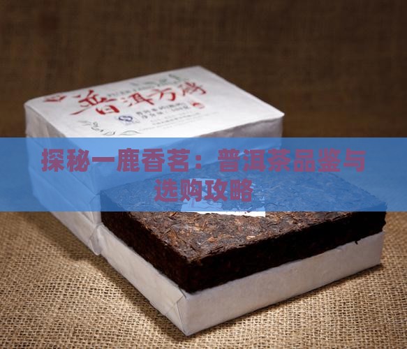 探秘一鹿香茗：普洱茶品鉴与选购攻略