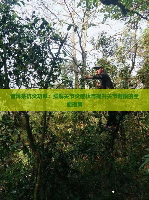普洱茶抗炎功效：缓解关节炎症状与提升关节健康的全面指南