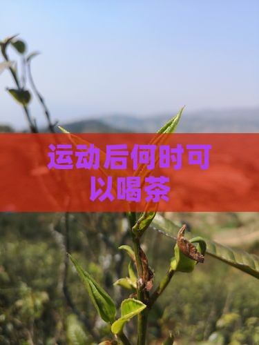 运动后何时可以喝茶