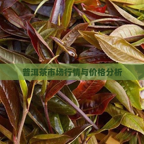 普洱茶市场行情与价格分析