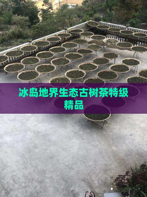 冰岛地界生态古树茶特级精品