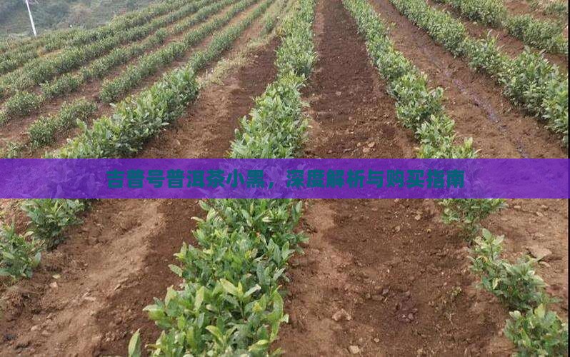 吉普号普洱茶小黑，深度解析与购买指南