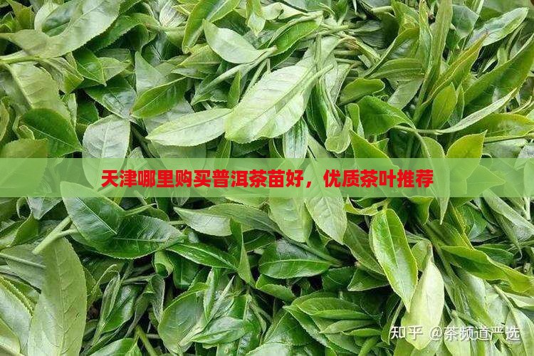天津哪里购买普洱茶苗好，优质茶叶推荐