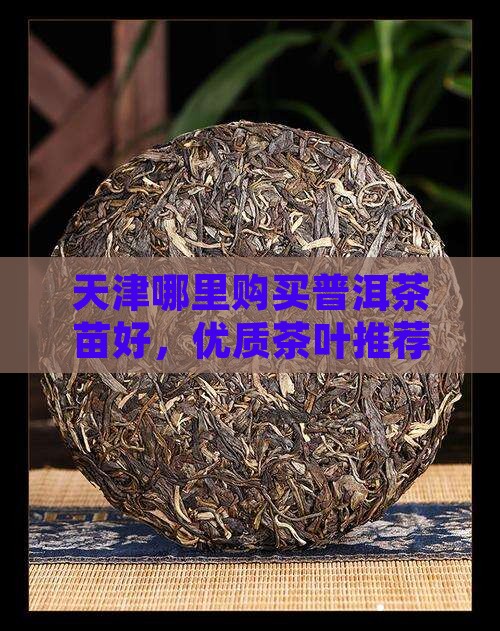 天津哪里购买普洱茶苗好，优质茶叶推荐