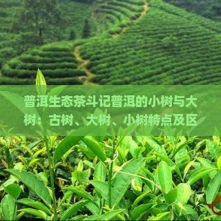 普洱生态茶斗记普洱的小树与大树：古树、大树、小树特点及区别