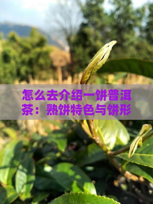 怎么去介绍一饼普洱茶：熟饼特色与饼形描绘