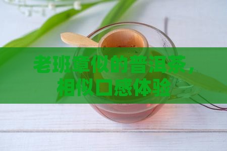 老班章似的普洱茶，相似口感体验