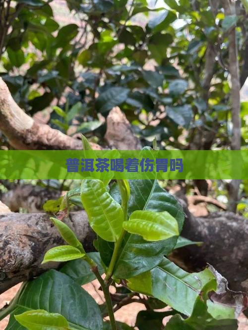 普洱茶喝着伤胃吗
