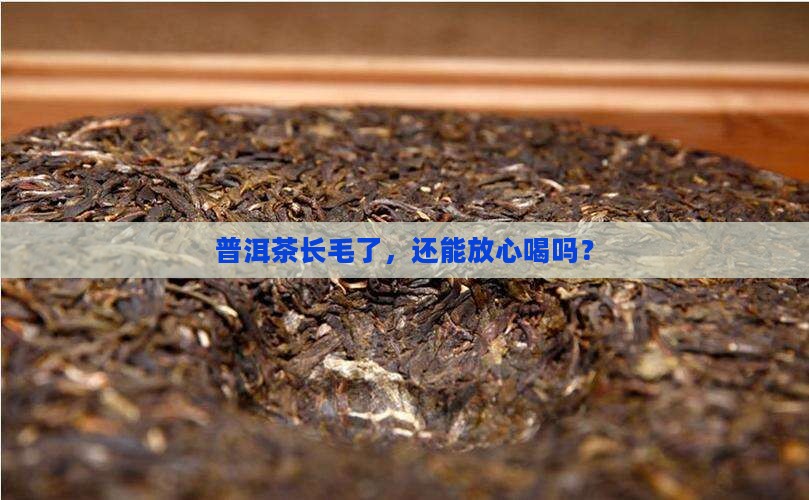 普洱茶起霉还能喝嘛