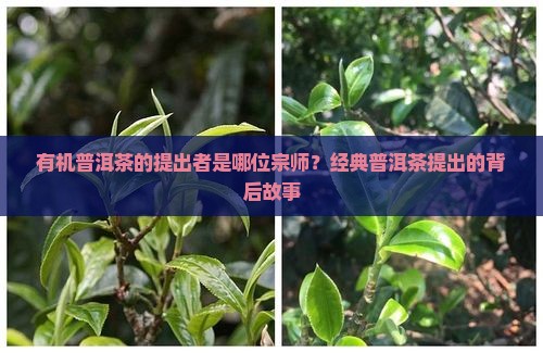有机普洱茶的提出者是谁