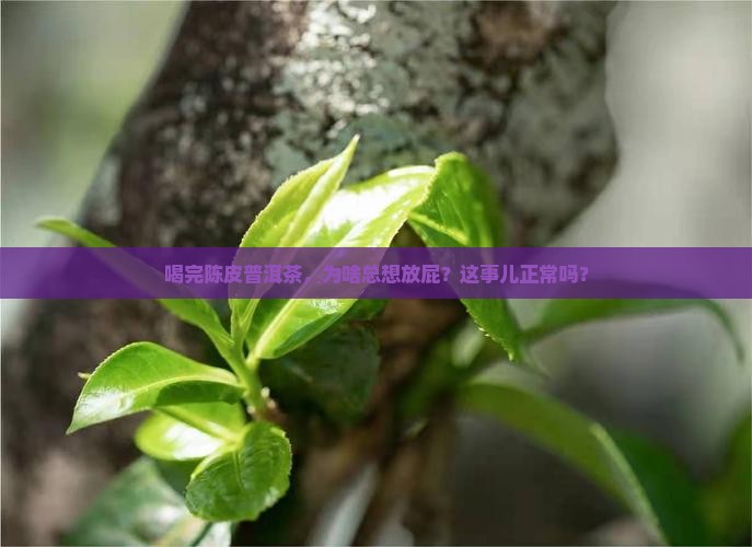 喝陈皮普洱茶放屁咋回事