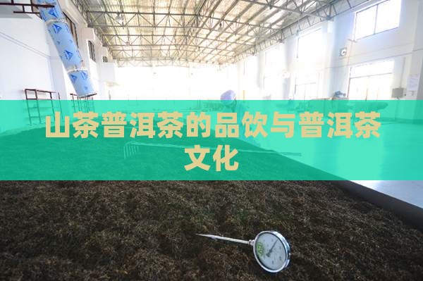 熟普洱茶的品饮