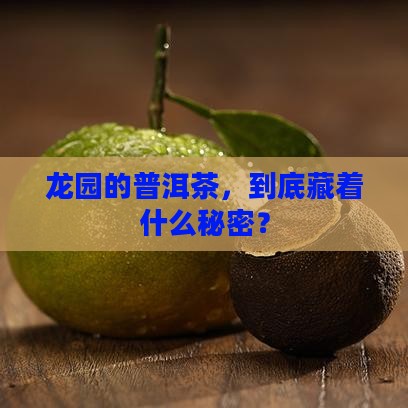 龙园的普洱茶怎么样