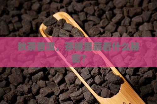 普洱茶秋茶茶梗特点