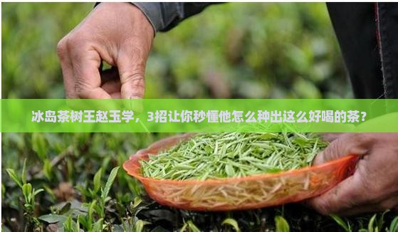 冰岛茶树王赵玉学