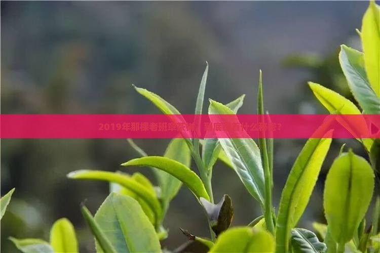 帝王树老班章茶2019