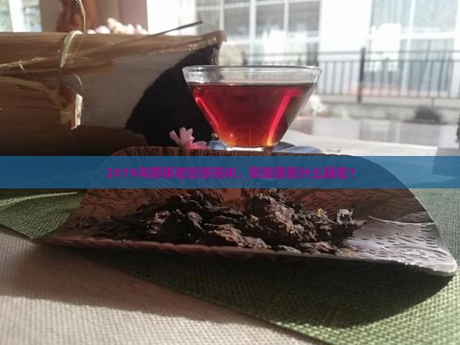 帝王树老班章茶2019