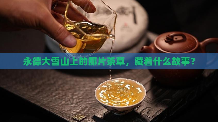 永德大雪山茶草