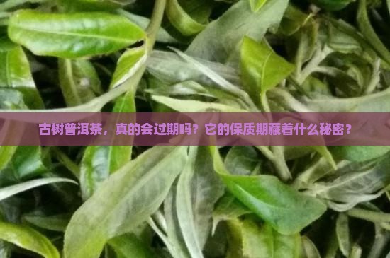 古树牌普洱茶有保质期吗