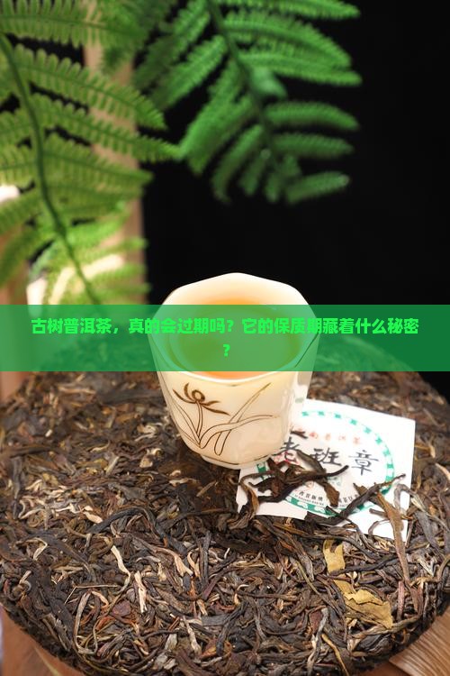 古树牌普洱茶有保质期吗