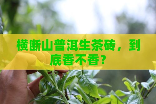 横断山普洱生茶砖好吗