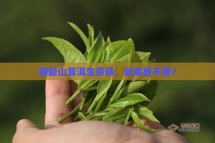 横断山普洱生茶砖好吗