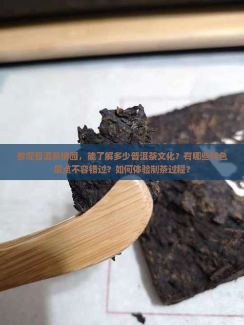 参观普洱茶博园