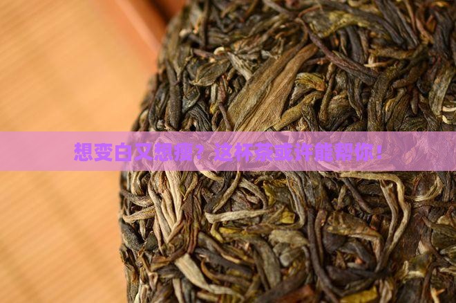 喝什么茶美白减肥