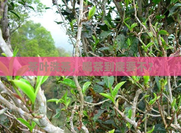 喝茶叶要洗茶叶吗 喝茶叶要洗茶叶吗