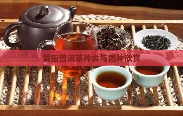 莆田熟普洱茶种类