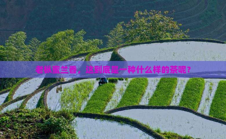 老枞蜜兰香是什么茶