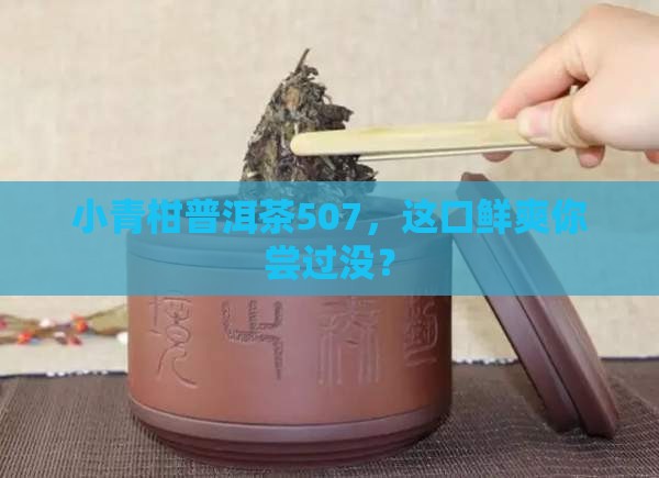小青柑普洱茶507
