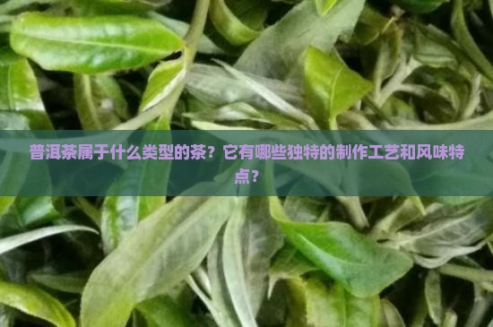 普洱茶属於什么类型的茶
