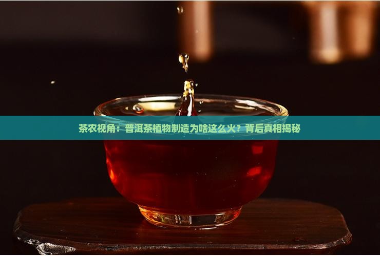 普洱茶植物制造