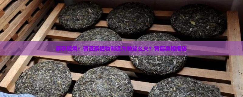 普洱茶植物制造
