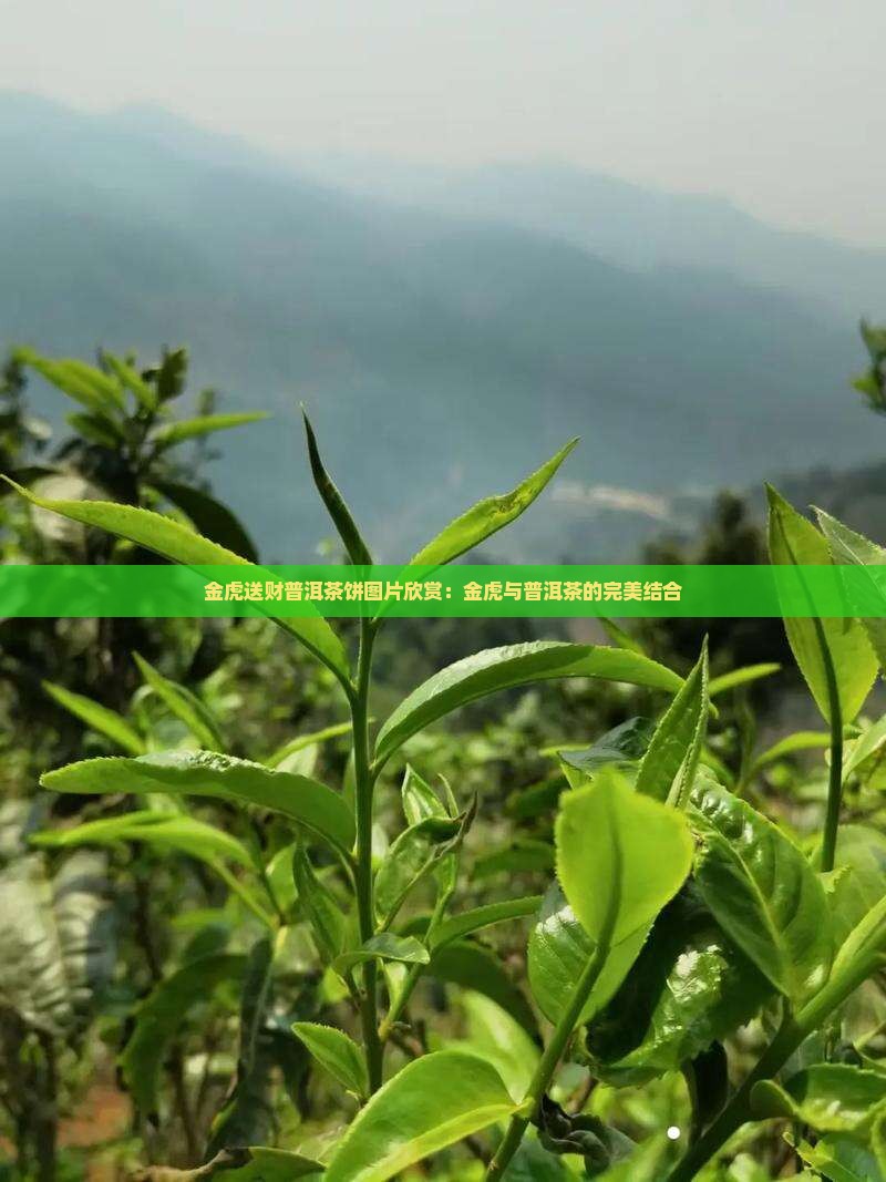 金虎送财普洱茶饼