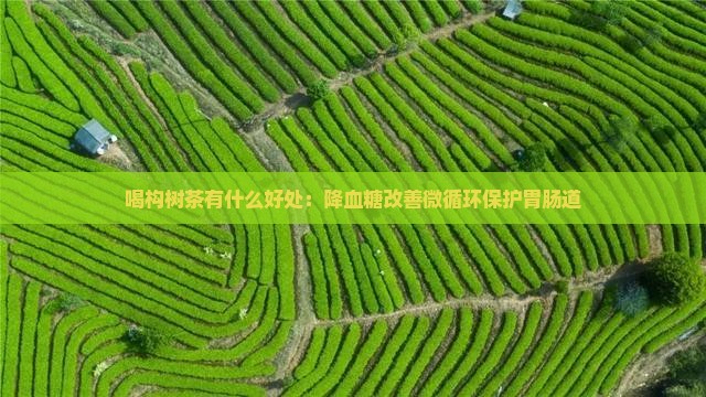 喝构树茶有什么好处