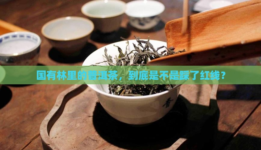 国有林普洱茶违法
