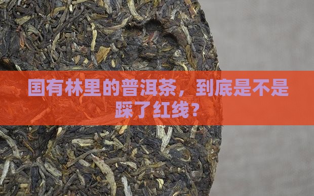 国有林普洱茶违法