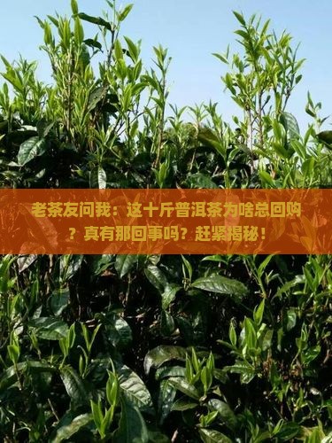 熟客回购的十斤普洱茶是真的吗