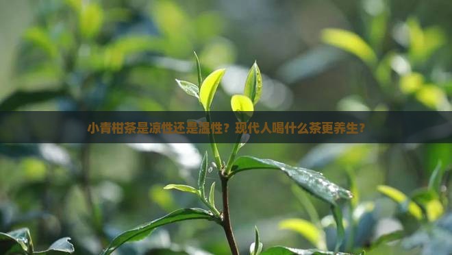 小青柑茶是凉性还是温性