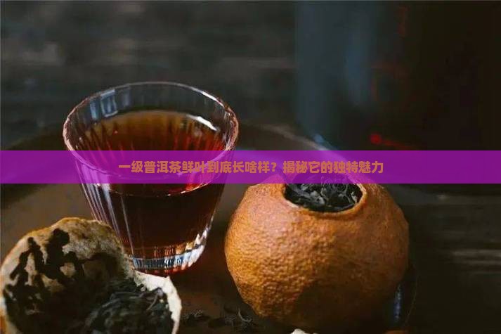 一级普洱茶鲜叶特点是什么
