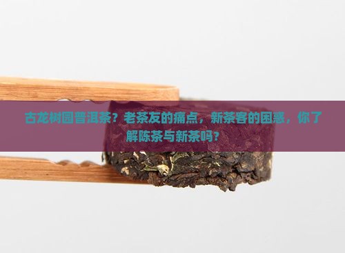 古龙树园普洱茶