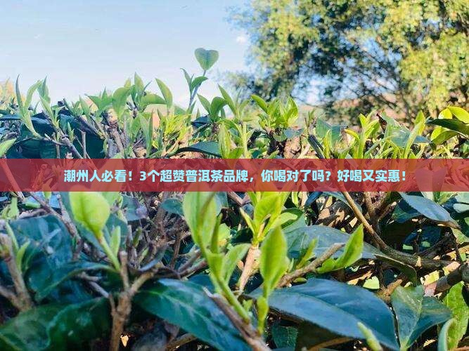 潮州普洱茶品牌