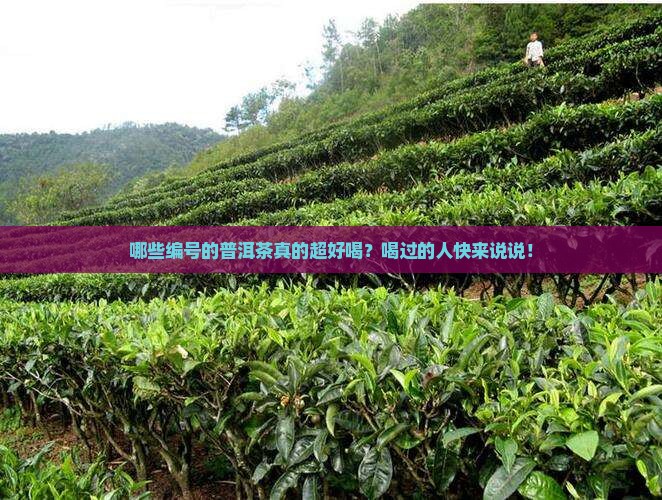 哪些编号的普洱茶好喝