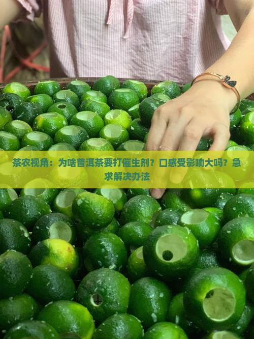 普洱茶为什么要打催生剂