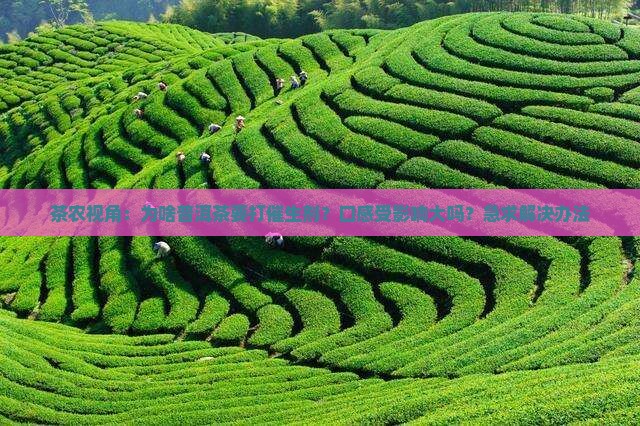 普洱茶为什么要打催生剂